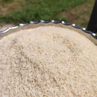 برنج هاشمی