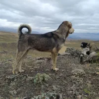 پژدر توله غریب اورمیه|سگ|مرادلو, |دیوار