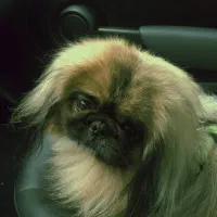 پیکینیز امپریال