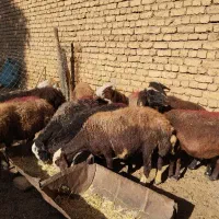 میش غزل افشار|حیوانات مزرعه|زنده رود, |دیوار