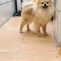 سگ پامرانین