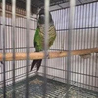 پرنده طوطی گرینجیک|پرنده|کاشان, فاز ۲ ناجی آباد|دیوار