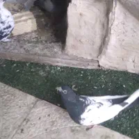 کفتر