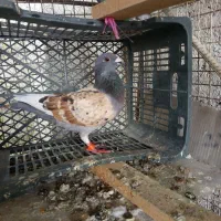 کفتر شهرستانی|پرنده|مشکین‌دشت, |دیوار