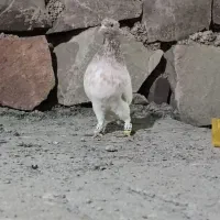 کله هفت رنگ و سینه زرد