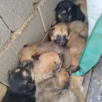 توله سگ|سگ|تهران, فلسطین (میدان انقلاب)|دیوار