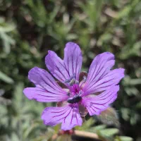 عسل کوهستان