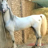 اسب نر کورد اصیل