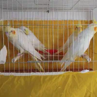 عروس هلندی بادوجوجه|پرنده|سلماس, |دیوار