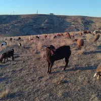 بز نر چهار دندان|حیوانات مزرعه|ارشق, |دیوار