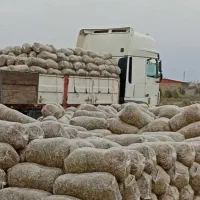 فروش ذرت علوفه ای