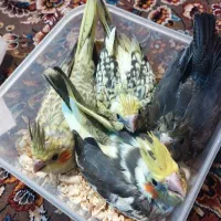 عروس هلندی مولد نر وماده