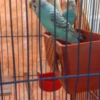 ۴ تا مرغ عشق فروش