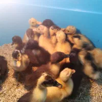 جوجه اردک محلی ۱۵ روزه