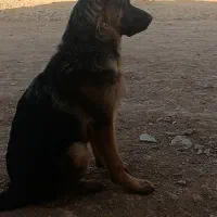 سگ ژرمن باهوش|سگ|شیراز, بید زرد|دیوار