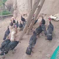 بوقلمون برنز