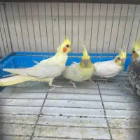 عروس هلندی خرید وفروش