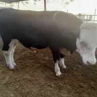 گوساله سیمینتال|حیوانات مزرعه|چرداول, |دیوار