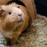 خوکچه هندی دوساله ،ماده، زیبا وسرحال