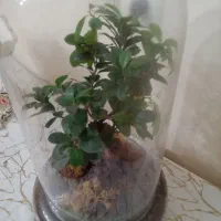 درختچه بونسای سرحال