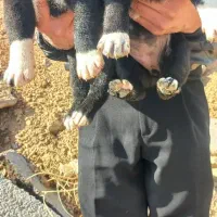 توله سگ قدرجونی