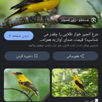 مرغ انجیرخوار..یا مرغ شاهرخ|حیوانات مزرعه|اصفهان, دشتستان|دیوار