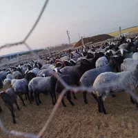 200راس گوسفند شال  بفروش میرسه میش ها آبستن|حیوانات مزرعه|کرج, چهارصد دستگاه|دیوار