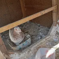 کفتر پرنده|پرنده|رباط‌کریم, نصیرشهر|دیوار