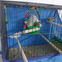 فنچ تخم گذار