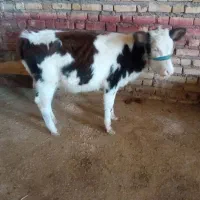 گوساله ماده سیمینتال و هلشتاین|حیوانات مزرعه|ایلام, |دیوار