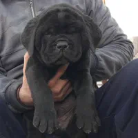 توله دوبرمن ، روتوایلر ، ژرمن و کنکورسو|سگ|تهران, درکه|دیوار