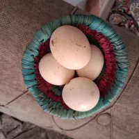 تخم مرغ نژاد دار نطفه دار