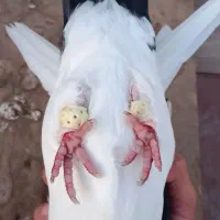 کبوتر جفت|پرنده|اهواز, کمپلو جنوبی|دیوار