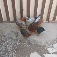 مرغ خروس