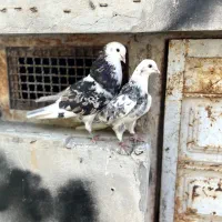 شازده سرور و شازده زرد