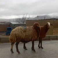 میش پستان کرده|حیوانات مزرعه|خرمآباد, |دیوار