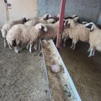 ۹ عدد بره داشتی سنجابی