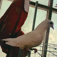 کبوتر نوک ریز