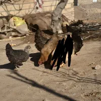 مرغ|حیوانات مزرعه|چورزق, |دیوار