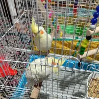 نر و ماده بالغ عروس هلندی