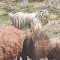 دوبرشهرکردی ۳سال اصیلو جنسدار