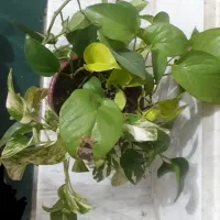 گل های متنوع|گل و گیاه طبیعی|نجفآباد, جعفرآباد|دیوار