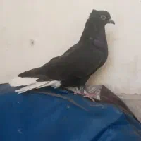 دم سفید ماده ۱۸ دم