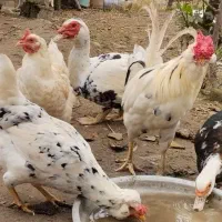 تخم مرغ گلین نطفه دار و محلی