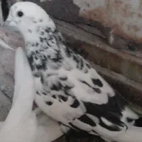 تهرانی و طوقی