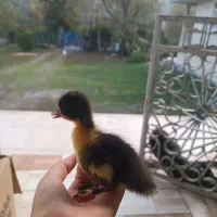 جوجه اردک ۵ روزه|حیوانات مزرعه|ماسال, |دیوار