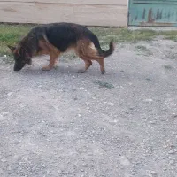 ژرمن شولاین ماده