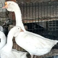 قوغاز لیندا