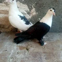 کبوتر کفتر