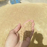 گندم دیمه